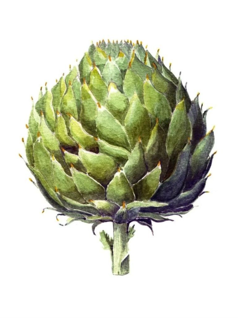 Artichoke botanical painting on paper by Tiffany Choong